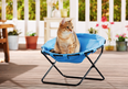 Lidl is now selling a seat for your cat so you can have the comfiest kitty ever