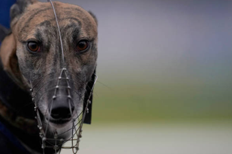 Almost 6,000 greyhounds killed in Ireland per year, RTÉ documentary reveals