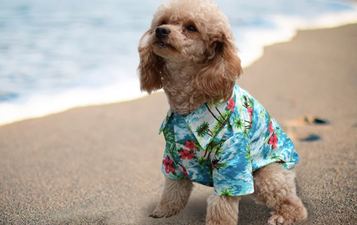 You can now buy Hawaiian shirts for your dog to make him the coolest boy this summer