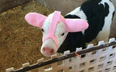 Earmuffs for calves actually exist and I dare you to find something more wholesome