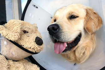 Golden retriever who brings his stuffed doggy toy everywhere is killing us with cuteness