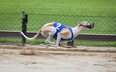 Barry’s Tea withdraw sponsorship from Irish greyhound racing event