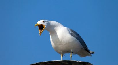 Public warned about aggressive birds during warm summer months