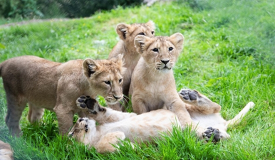 Fota Wildlife announce names of four endangered Asian lion cubs
