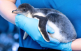 Same-sex penguin couple become mums to an adopted chick