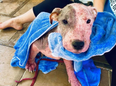 Puppy buried in sand and left to die wags tail for the first time since being rescued
