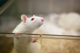 Live animal testing at lowest level in the UK in over a decade