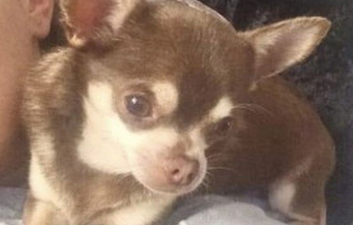 Dog missing after being snatched from back garden by seagull