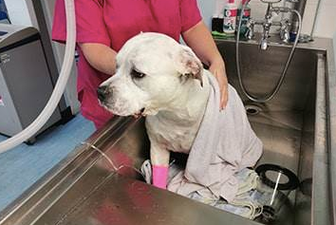 Dog almost dies of heatstroke while taking a walk in Glasgow park
