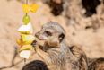 The animals in Tayto Park enjoy iced treats and it is the most precious thing