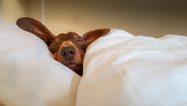 Dogs dream about their owners in their sleep and we’re completely overjoyed