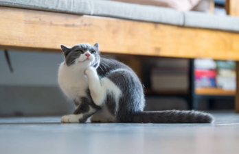 Study finds that if you own a cat, it will start acting exactly like you