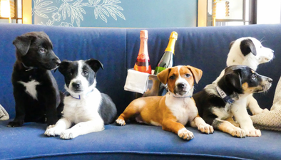 This hotel will deliver puppies and prosecco to your room making it the GREATEST place to stay