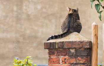 79-year-old woman sentenced to jail time for feeding stray cats
