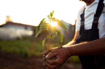 Ethiopia planted 350 million trees in 24 hours, the most ever planted in one day