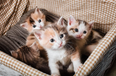 The ISPCA are trying to rehome 91 cats and kittens in Longford, Donegal, and Cork