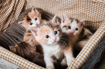 The ISPCA are trying to rehome 91 cats and kittens in Longford, Donegal, and Cork