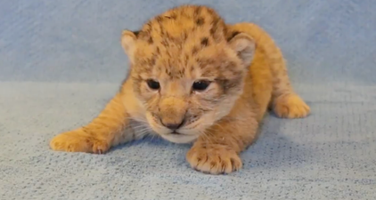 This lion cub was the inspiration for baby Simba in The Lion King