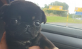 Five-week-old puppy found dumped inside a plastic bag in Meath