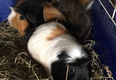 Four ‘terrified’ guinea pigs and one goldfish found abandoned in Cork apartment