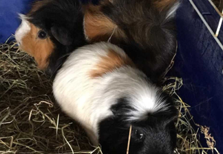 Four ‘terrified’ guinea pigs and one goldfish found abandoned in Cork apartment
