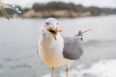Seagulls less likely to steal food if you stare at them, study shows