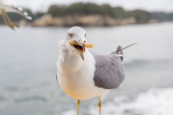 Seagulls less likely to steal food if you stare at them, study shows