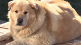 Owner tries to put his doggo down after putting on too much weight