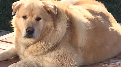 Owner tries to put his doggo down after putting on too much weight