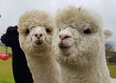 You can now do alpaca yoga on a Galway farm and we are so there