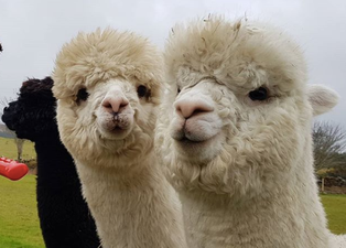 You can now do alpaca yoga on a Galway farm and we are so there