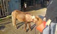 An abused pony found tied up in Cork was ‘beginning to rot’ before rescue