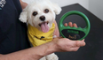 Dogs Trust offering free microchipping certificate amnesty this week