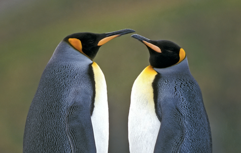 gay penguins