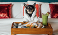 Dream job alert: You and your dog can team up to review hotels together