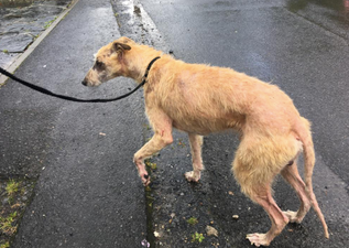 ISPCA seek information after rescuing dog with severe malnutrition in Longford