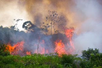 Brazil’s Amazon fires have now hit an all-time record high