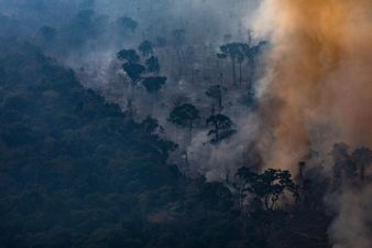 Amazon fires: 5 things you can do now to help the lungs of the planet