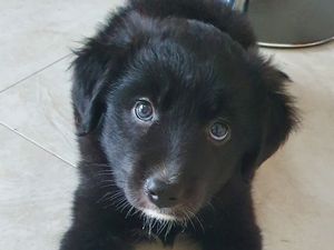 Six newborn puppies rescued in Longford