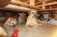 Woman takes in 97 stray dogs to save them from hurricane in the Bahamas