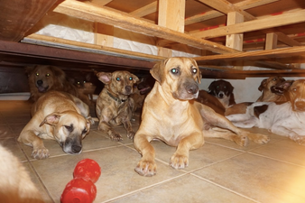 Woman takes in 97 stray dogs to save them from hurricane in the Bahamas