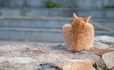 Cat with phallic face marking is looking for her forever home