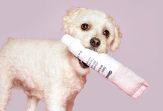 You can now buy Glossier makeup toys for your puppy and they’re pawfect