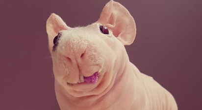 This bald guinea pig from Poland has an Instagram account that’s truly worth following