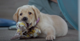 Netflix have added an excellent documentary about puppies that train to become guide dogs