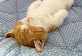 IMPORTANT: this little cat sleeps fully on his back and he is the perfect boy
