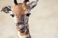 A baby giraffe has just been born in Dublin Zoo