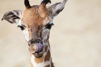 A baby giraffe has just been born in Dublin Zoo
