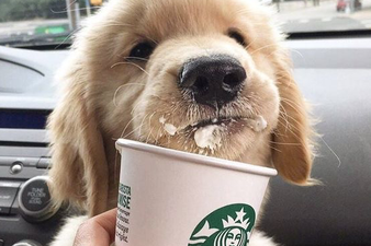 This is how you can get a puppuccino for your dog at any Starbucks cafe