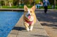 This company wants to pay your dog (and you) to become a ‘Furrfluencer’